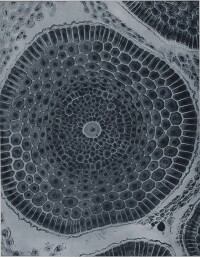 Laure Albin Guillot, Sans titre, tiré de l’album “Micrographies décoratives”, 1931