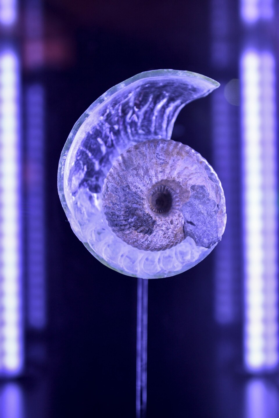 AKI INOMATA, Think Evolution #1 : Kiku-ishi (Ammonite), 2019